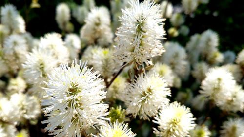 Close-up of flowers blooming outdoors