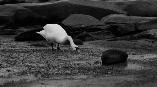 Close-up of swan on rock