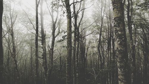 Trees in forest