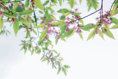 Close-up of flowering plant against clear sky