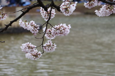 Close-up of flowers on tree against lake