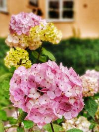 Close-up of pink flowering plant