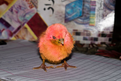 Close-up of a bird