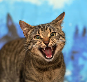 Close-up portrait of a cat