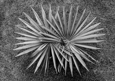 High angle view of flowering plant on field