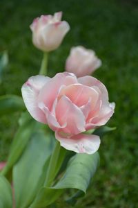 Close-up of pink rose