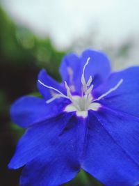 Close-up of purple flowering plant