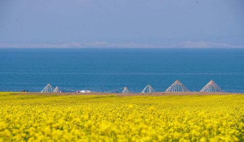 Scenic view of oilseed rape field by qinghai lake against sky