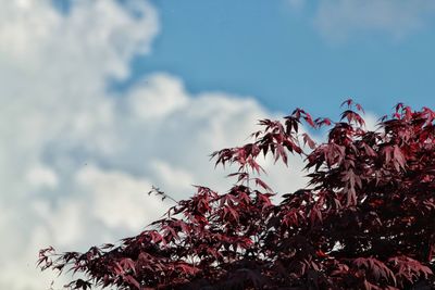 Low angle view of trees against sky