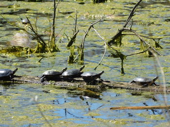 Ducks swimming in lake