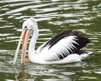 Swan swimming in lake