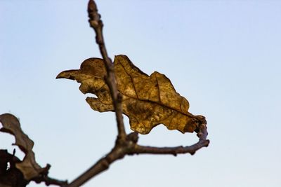 Low angle view of dried plant against clear sky