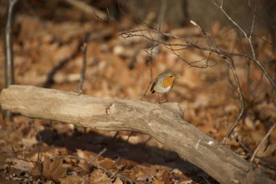 Close-up of bird perching on a tree