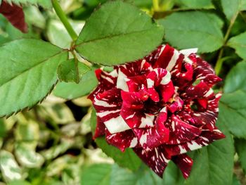 Close-up of red flowering plant