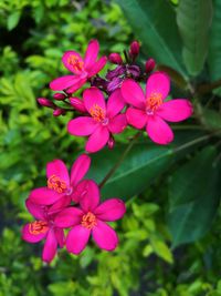 Close-up of pink flowering plant in park