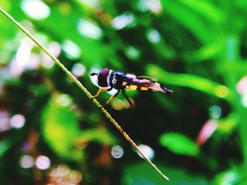 Close-up of insect on plant