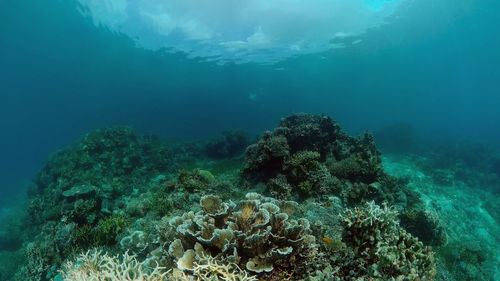 undersea