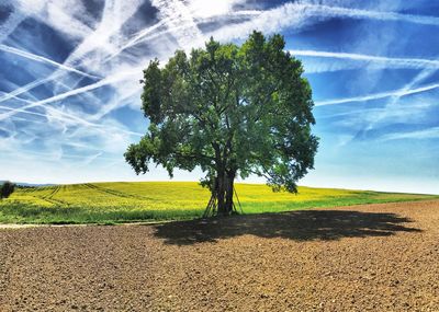 Tree on field against sky