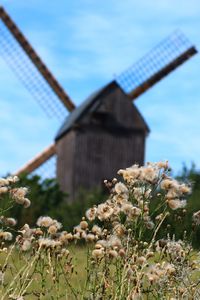 Dried flowers on field with traditional windmill in background