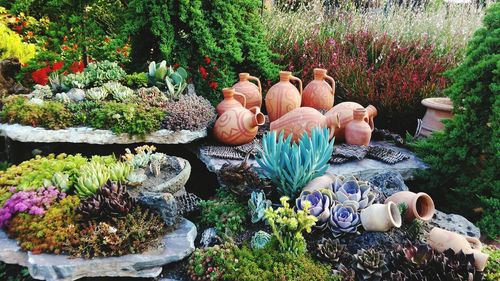 View of flowers and plants in park