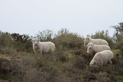 Sheep in a field