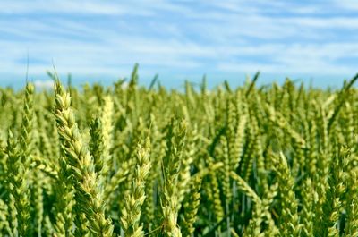 Close-up of wheat field against sky