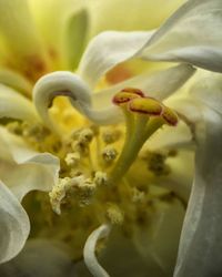 Close-up of flower blooming outdoors