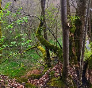 Trees growing in forest
