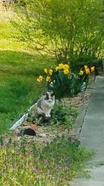 View of cat by plants