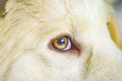 Close-up of portrait of dog eye