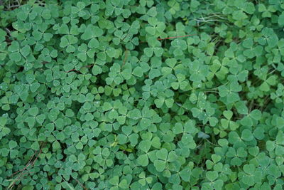 Full frame shot of leaves on field