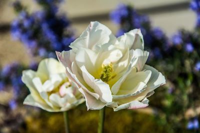 Close-up of flower blooming outdoors