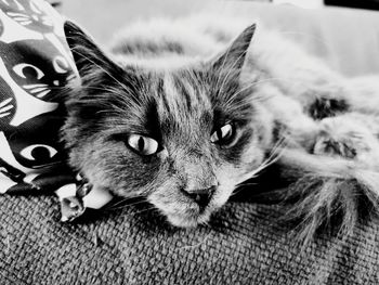 Close-up portrait of a cat