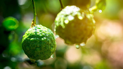 Bergamot large fruit in the morning of a light day.