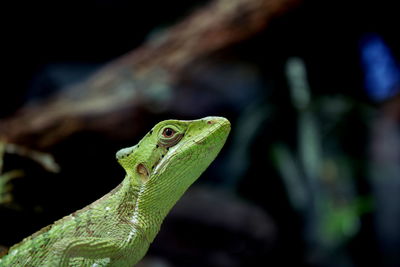 Close-up of lizard