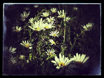 Close-up of yellow flowers