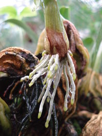 Close-up of fresh plant