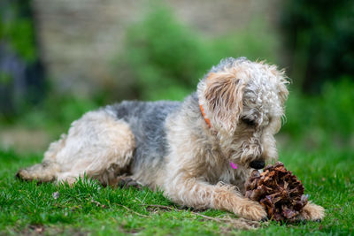 Small dog relaxing on field, sniffing a pine cone.