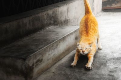 Cat resting on wall