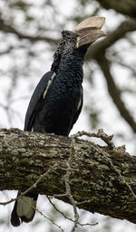 Close-up of bird perching on tree