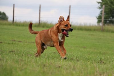 Dog on field