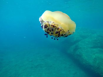 Close-up of jellyfish swimming in sea