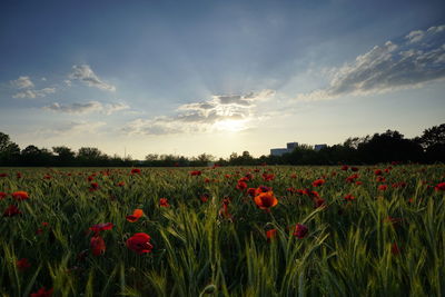 Scenic view of poppy field against sky during sunset