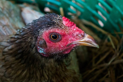 Close-up of hen