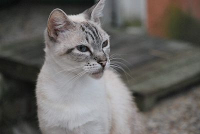 Close-up of cat looking away