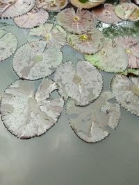 High angle view of water lily in lake