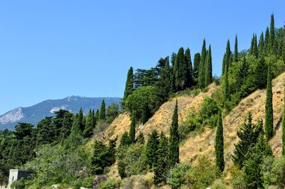 Panoramic view of pine trees against clear blue sky