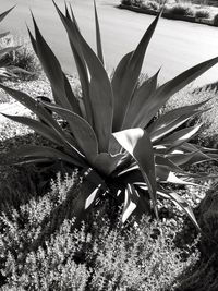 Plant growing in the sunlight