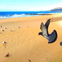 Seagull flying over beach