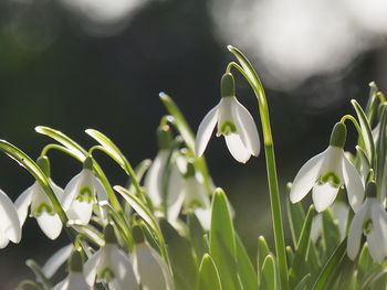 Close-up of white flowering plants on field